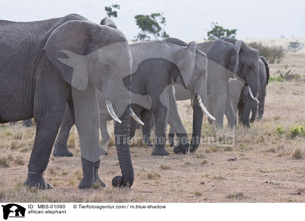 afrikanischer Elefant / african elephant / MBS-01080