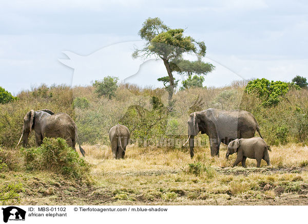 afrikanischer Elefant / african elephant / MBS-01102