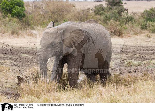 afrikanischer Elefant / african elephant / MBS-01105