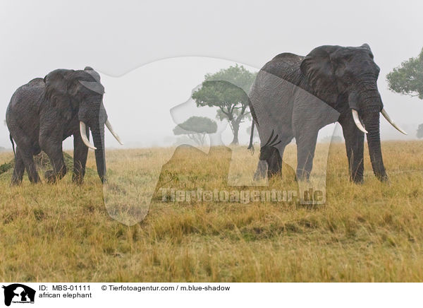 african elephant / MBS-01111