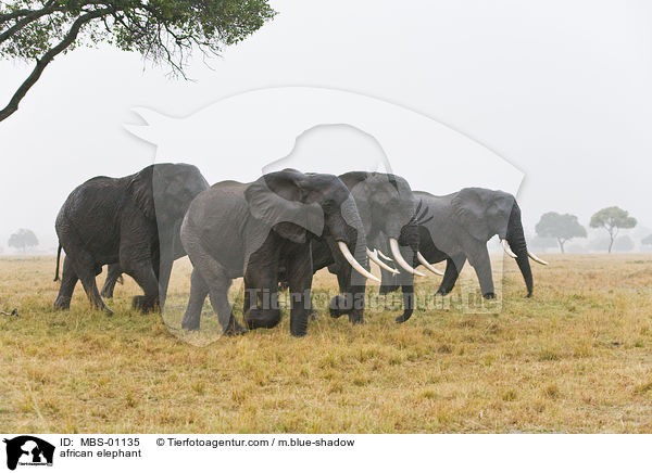 afrikanischer Elefant / african elephant / MBS-01135