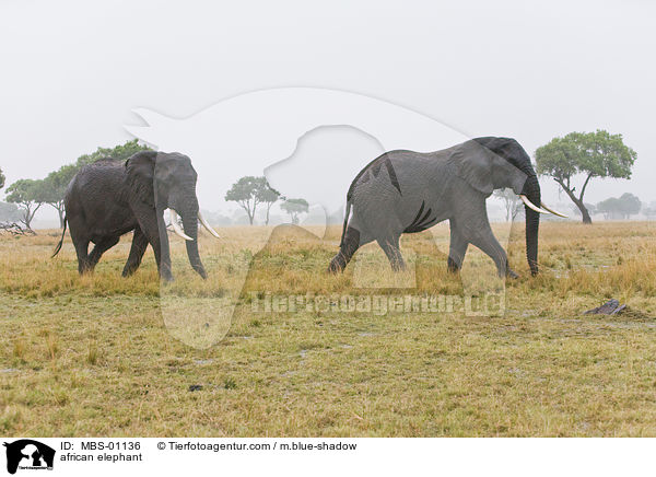 african elephant / MBS-01136