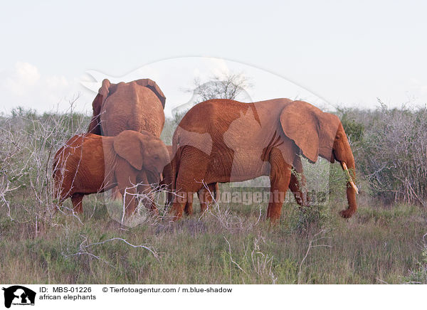 afrikanische Elefanten / african elephants / MBS-01226