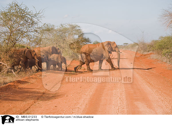 afrikanische Elefanten / african elephants / MBS-01233