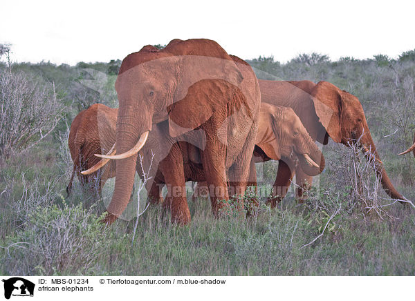 afrikanische Elefanten / african elephants / MBS-01234