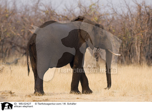 afrikanischer Elefant / african elephant / WS-02427