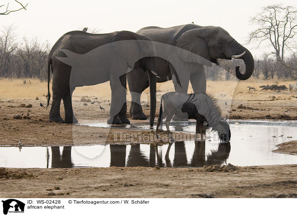 afrikanischer Elefant / african elephant / WS-02428