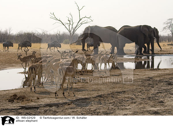 afrikanischer Elefant / african elephant / WS-02429
