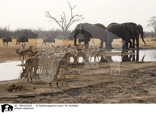 african elephant / WS-02429
