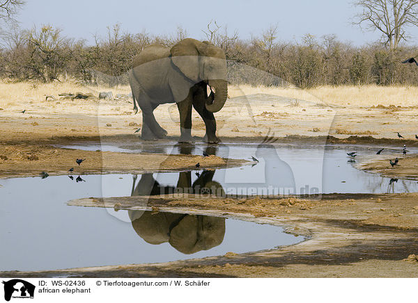 afrikanischer Elefant / african elephant / WS-02436