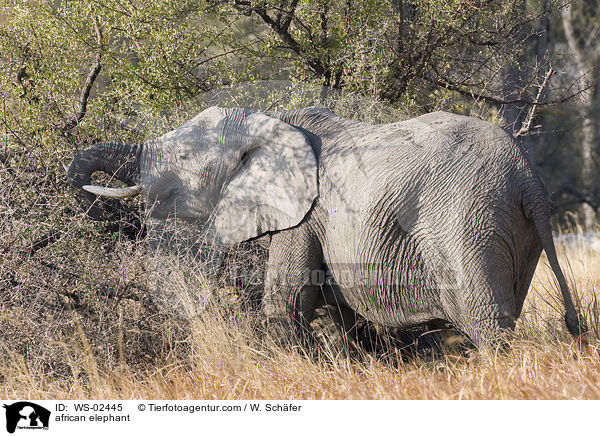 afrikanischer Elefant / african elephant / WS-02445