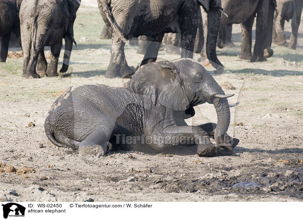 afrikanischer Elefant / african elephant / WS-02450