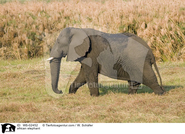 afrikanischer Elefant / african elephant / WS-02452