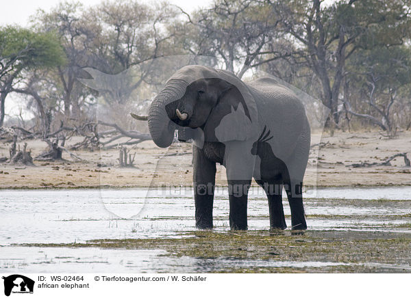 afrikanischer Elefant / african elephant / WS-02464