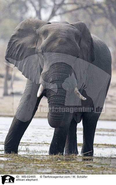 afrikanischer Elefant / african elephant / WS-02465