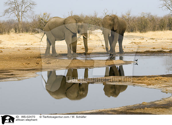 afrikanischer Elefant / african elephant / WS-02470