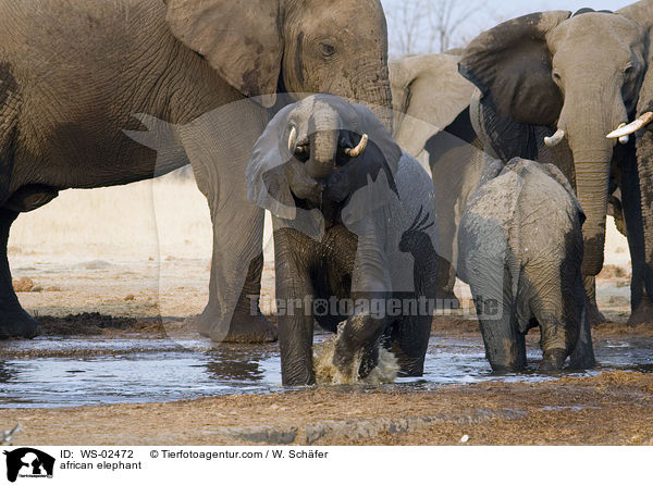 afrikanischer Elefant / african elephant / WS-02472