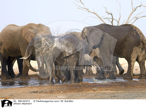 afrikanischer Elefant / african elephant / WS-02473