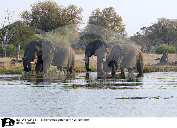 afrikanischer Elefant / african elephant / WS-02481