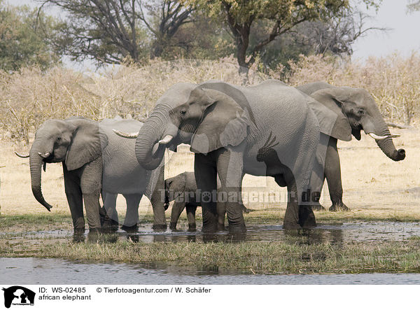 afrikanischer Elefant / african elephant / WS-02485