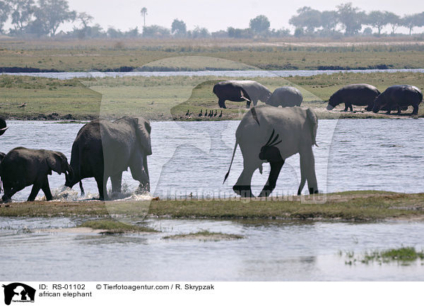 Afrikanischer Elefant / african elephant / RS-01102