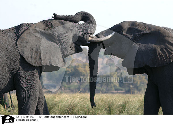 african elephant / RS-01107