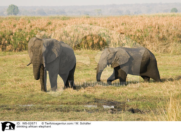 trinkender afrikanischer Elefant / drinking african elephant / WS-02671