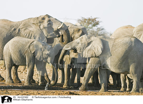 Afrikanische Elefanten / African Elephants / HJ-02382