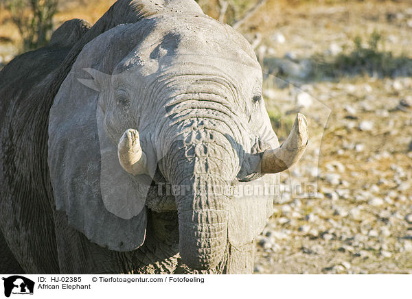 Afrikanischer Elefant / African Elephant / HJ-02385