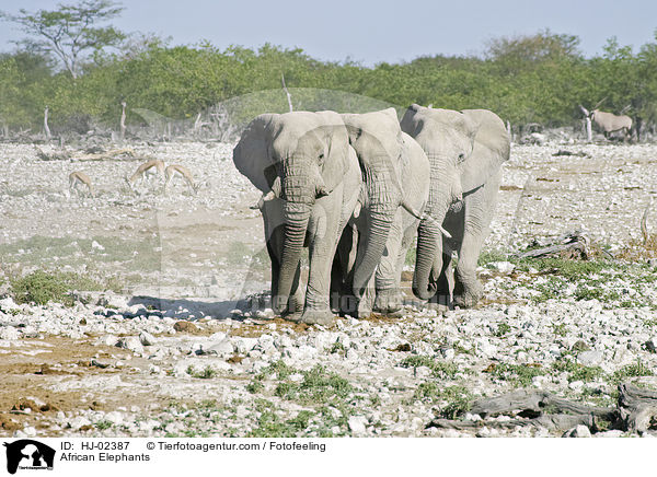 Afrikanische Elefanten / African Elephants / HJ-02387