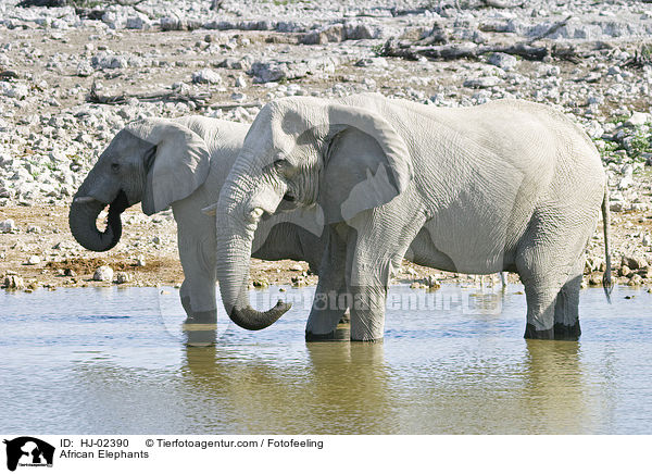 Afrikanische Elefanten / African Elephants / HJ-02390