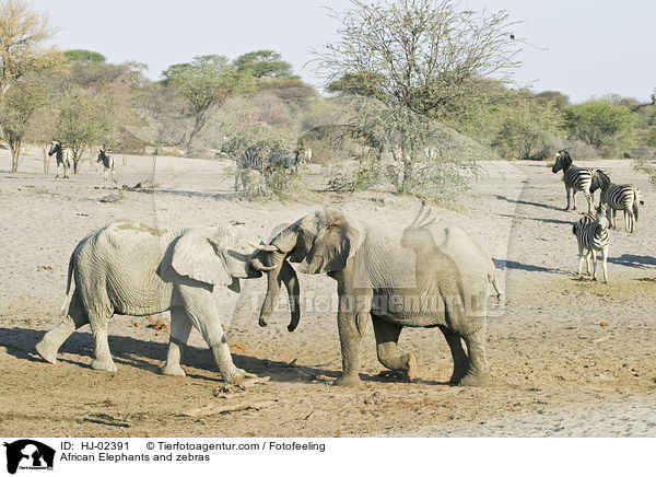 African Elephants and zebras / HJ-02391