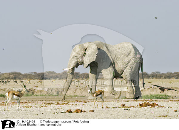 African Elephant and springboks / HJ-02403