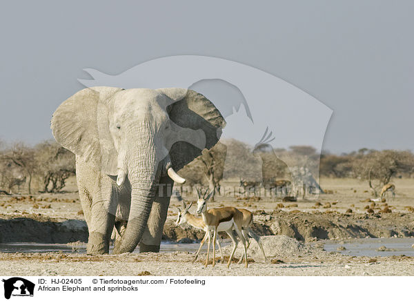African Elephant and sprinboks / HJ-02405