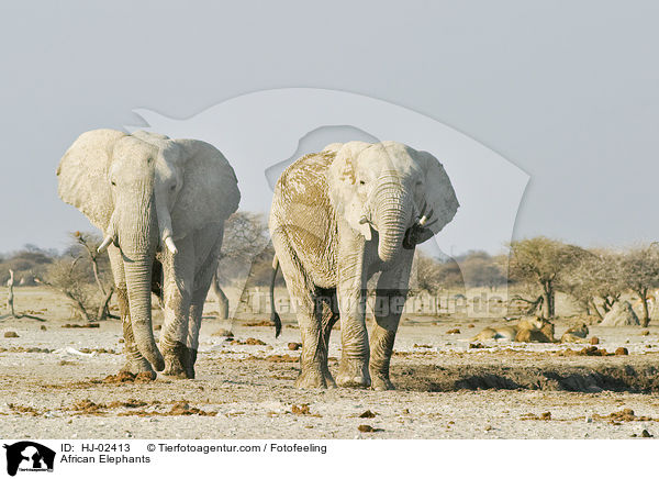 Afrikanische Elefanten / African Elephants / HJ-02413