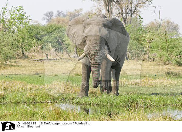 Afrikanischer Elefant / African Elephant / HJ-02415