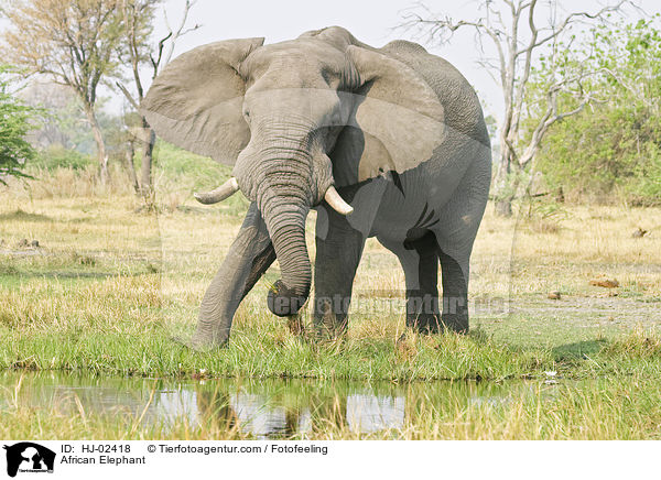 Afrikanischer Elefant / African Elephant / HJ-02418
