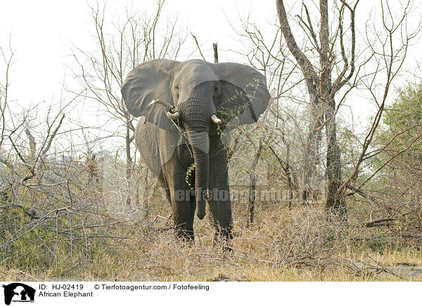 Afrikanischer Elefant / African Elephant / HJ-02419