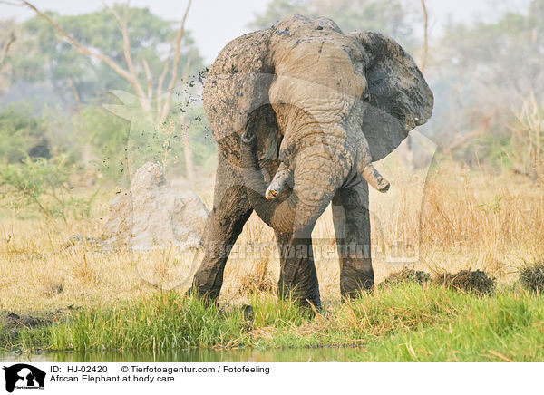 Afrikanischer Elefant beim Schlammbad / African Elephant at body care / HJ-02420