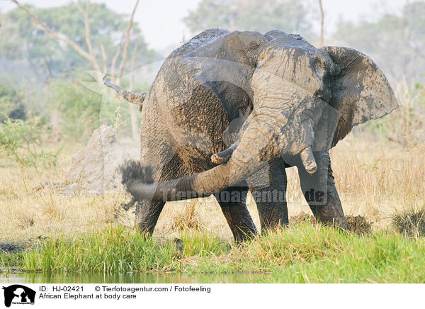 Afrikanischer Elefant beim Schlammbad / African Elephant at body care / HJ-02421