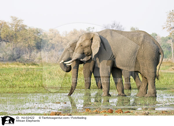 Afrikanische Elefanten / African Elephants / HJ-02422