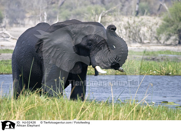 Afrikanischer Elefant / African Elephant / HJ-02426