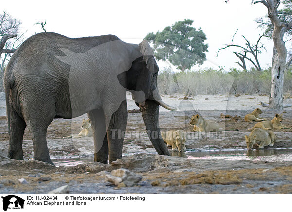 Afrikanischer Elefant und Lwen / African Elephant and lions / HJ-02434