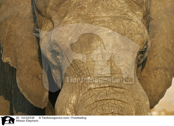 Afrikanischer Elefant / African Elephant / HJ-02436