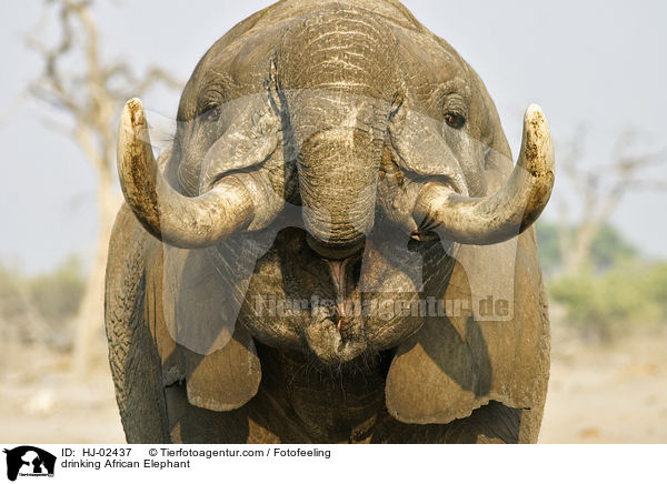 trinkender Afrikanischer Elefant / drinking African Elephant / HJ-02437