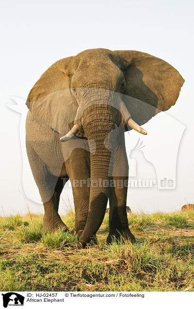 Afrikanischer Elefant / African Elephant / HJ-02457