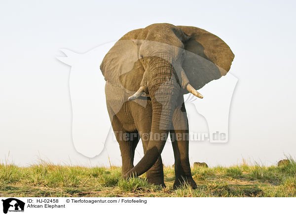 Afrikanischer Elefant / African Elephant / HJ-02458