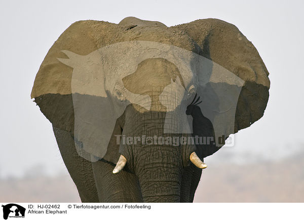 Afrikanischer Elefant / African Elephant / HJ-02462