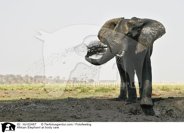 African Elephant at body care / HJ-02467