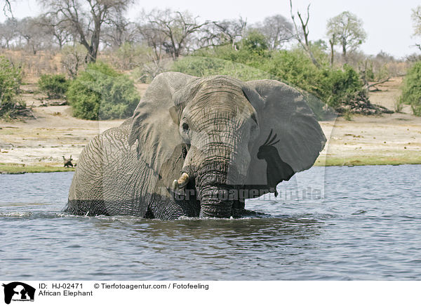Afrikanischer Elefant / African Elephant / HJ-02471